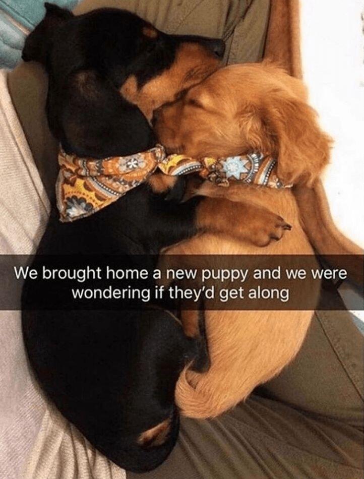 4 We brought home a new puppy and we were wondering if theyd get along