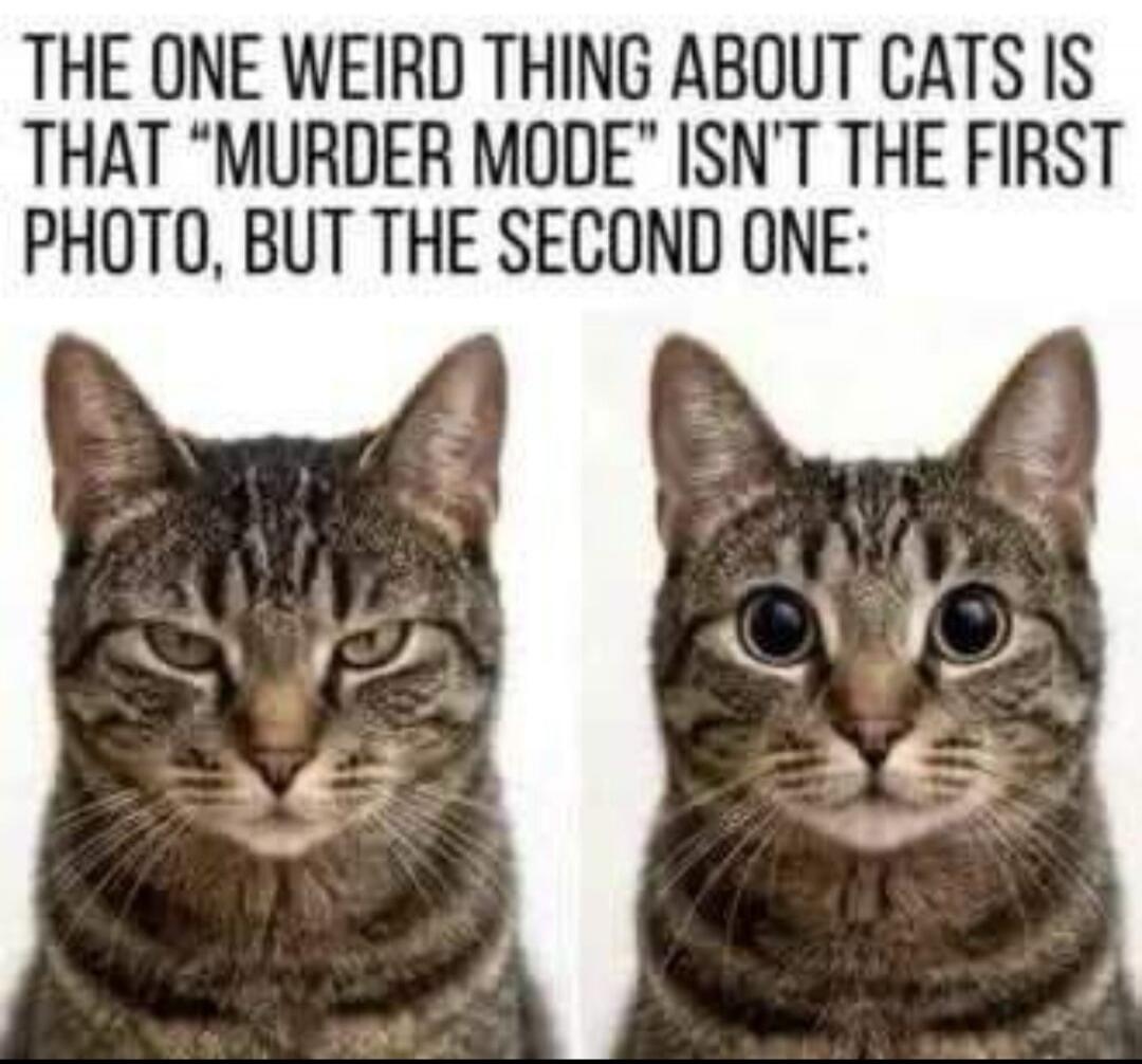 THE ONE WEIRD THING ABOUT CATS IS THAT 