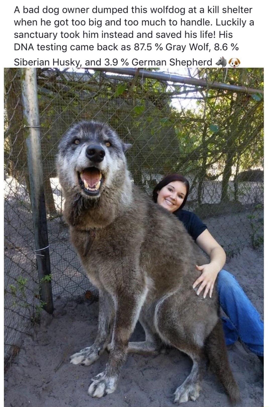 A bad dog owner dumped this wolfdog at a kill shelter when he got too big and too much to handle Luckily a sanctuary took him instead and saved his life His DNA testing came back as 875 Gray Wolf 86 SibeianHusky and 39 Germ