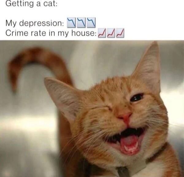 etting a cat My depression SNSH Crime rate in my house 44