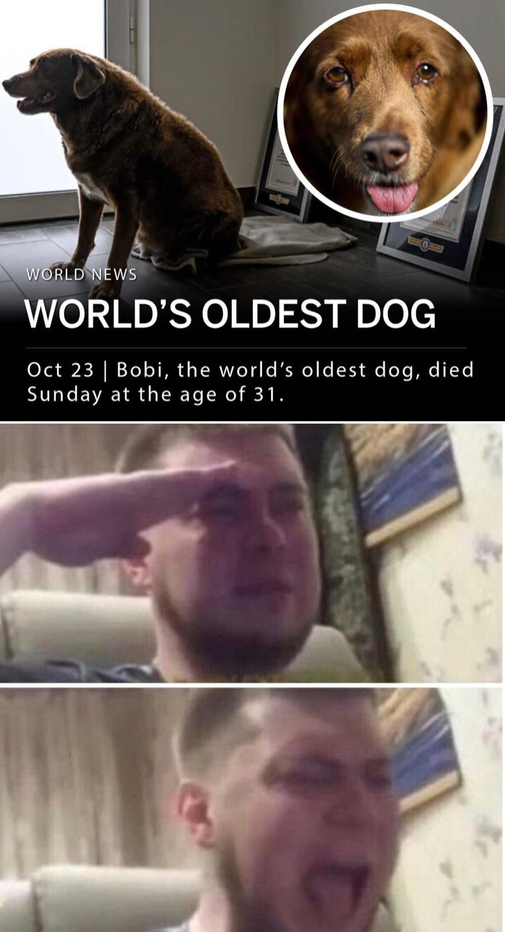 WORLDS OLDEST DOG Oct 23 Bobi the worlds oldest dog died Sunday at the age of 31