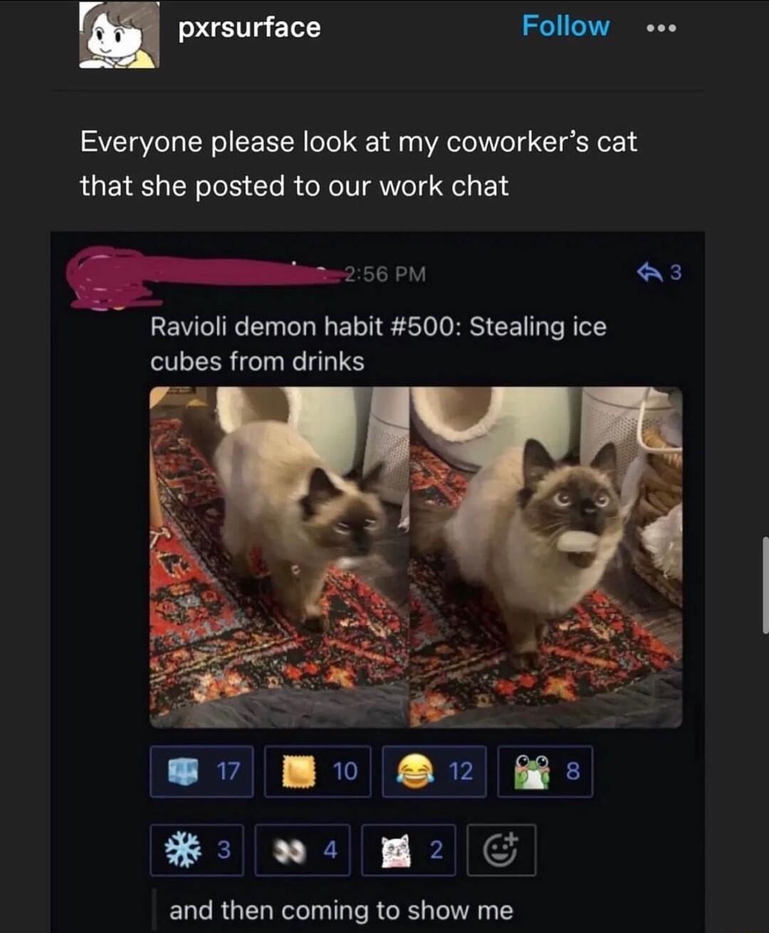pxrsurface Follow eee Everyone please look at my coworkers cat that she posted to our work chat 6 PM a3 Ravioli demon habit 500 Stealing ice cubes from drinks wo and then coming to show me