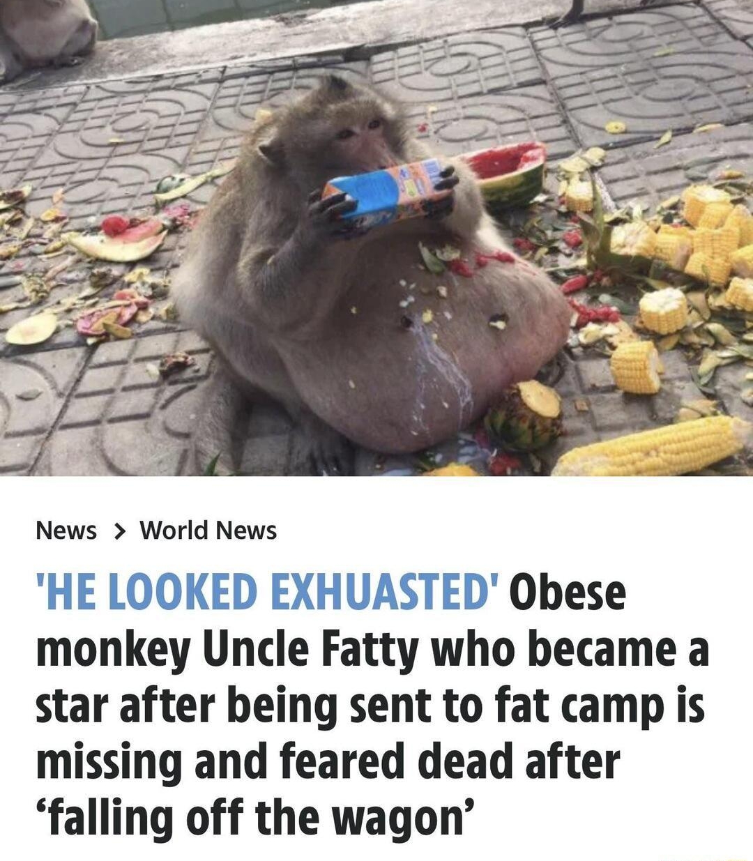 News World News HE LOOKED EXHUASTED Obese monkey Uncle Fatty who became a star after being sent to fat camp is missing and feared dead after falling off the wagon