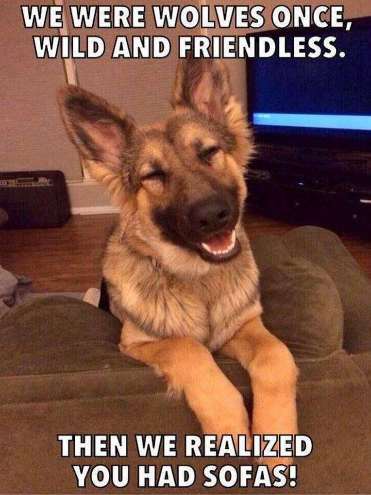 WE WERE WOLVES ONCE, WILD AND FRIENDLESS. THEN WE REALIZED YOU HAD SOFAS!