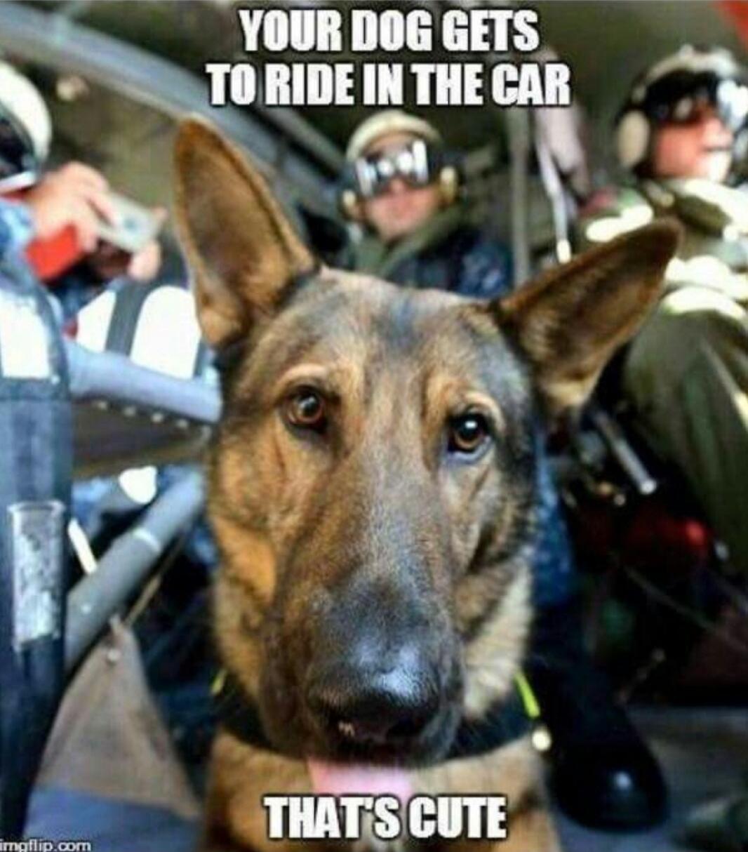 YOUR DOG GETS TO RIDE IN THE CAR THAT'S CUTE