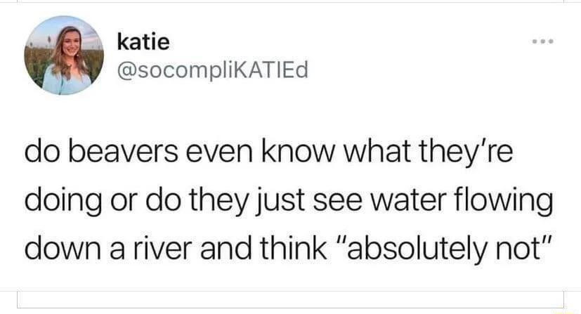 L katie socompliKATIEd do beavers even know what theyre doing or do they just see water flowing down ariver and think absolutely not