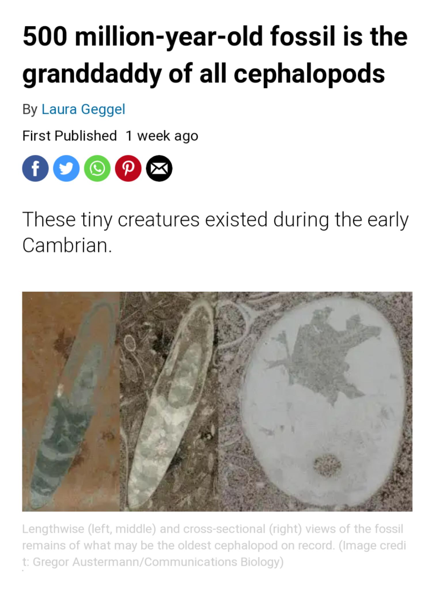 500 million year old fossil is the granddaddy of all cephalopods By Laura Geggel First Published 1 week ago 000009 These tiny creatures existed during the early Cambrian