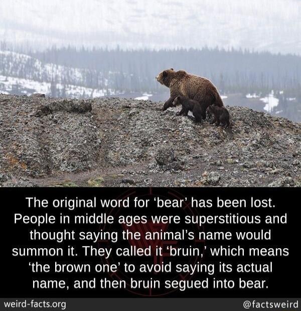 People in middle ages were superstitious and thought saying the animals name would summon it They called it bruin which means the brown one to avoid saying its actual name and then bruin segued into bear weird factsorg factsweird