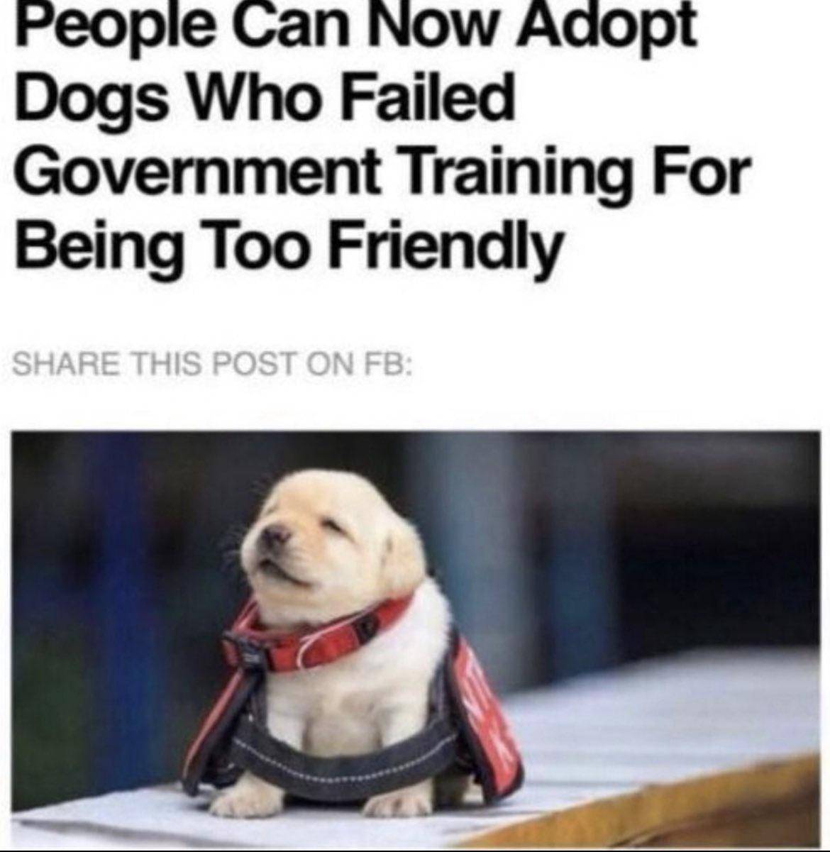 People Can Now Adopt Dogs Who Failed Government Training For Being Too Friendly