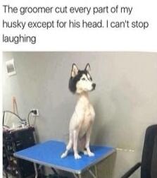 The groomer cut every part of my husky except for his head. I can't stop laughing