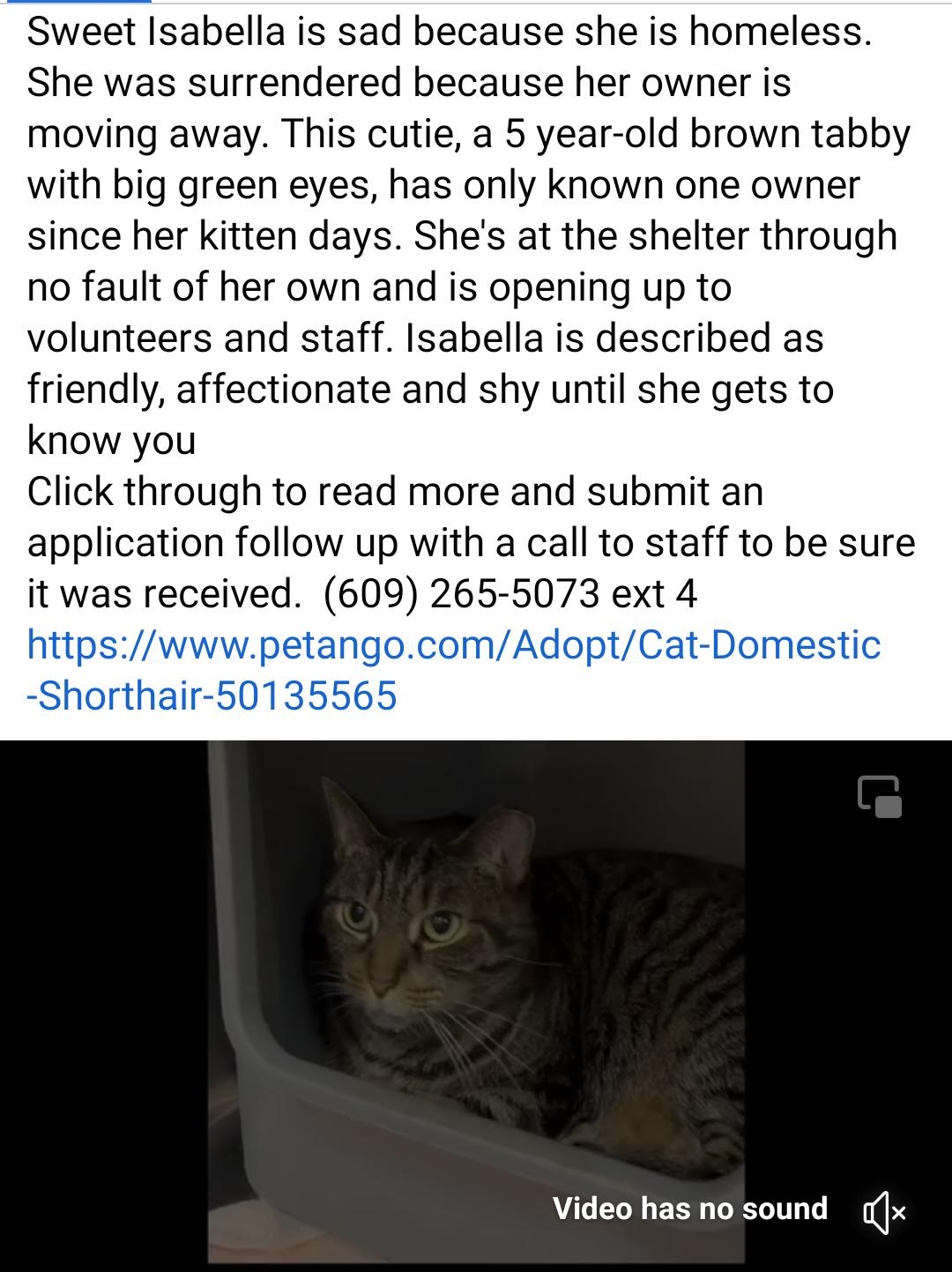 Sweet Isabella is sad because she is homeless She was surrendered because her owner is moving away This cutie a 5 year old brown tabby with big green eyes has only known one owner since her kitten days Shes at the shelter through no fault of her own and is opening up to volunteers and staff Isabella is described as friendly affectionate and shy until she gets to know you Click through to read more