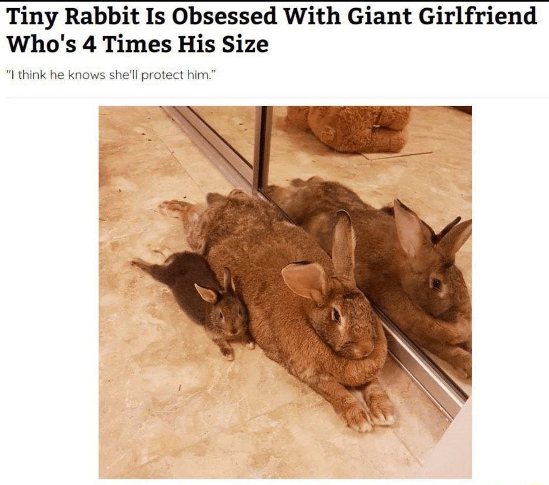 Tiny Rabbit Is Obsessed With Giant Girlfriend Whos 4 Times His Size hink he knows shelprotect him