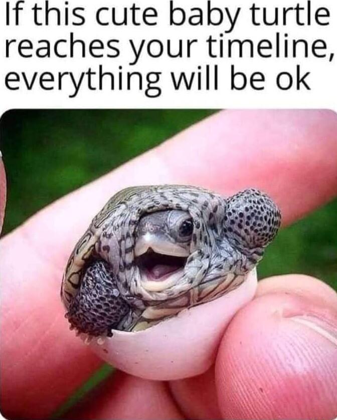 If this cute baby turtle reaches your timeline everything will be ok