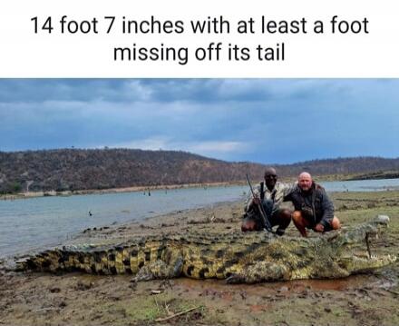14 foot 7 inches with at least a foot missing off its tail