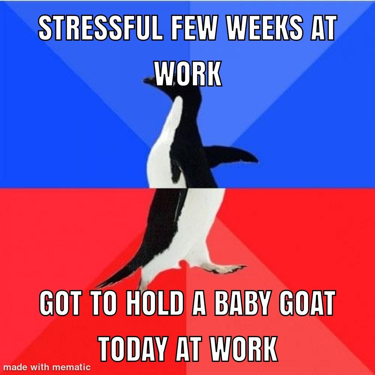 xdo With mem STRESSFUL FEWWEEKSIAT WORK A GOT TO HOLD ABABYGOAT TODAY AT WORK