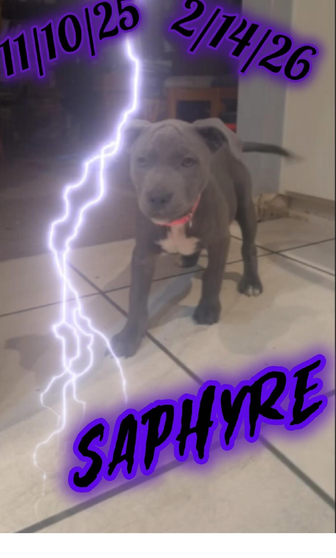 11/10/25 2/14/26 SAPHYRE
