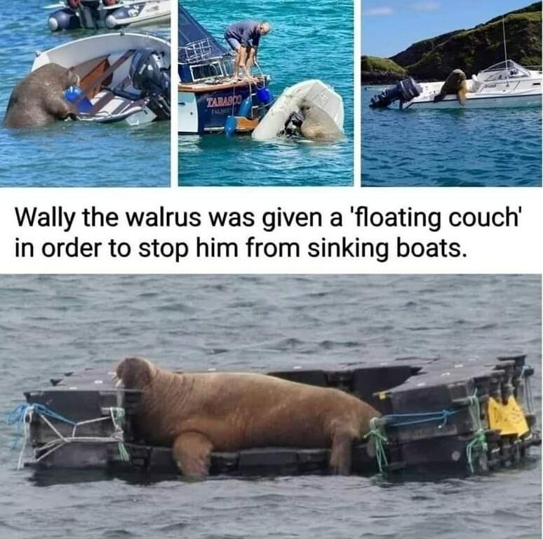 Wally the walrus was given a floating couch in order to stop him from sinking boats