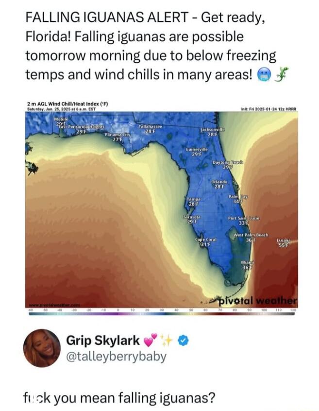 FALLING IGUANAS ALERT Get ready Florida Falling iguanas are possible tomorrow morning due to below freezing temps and wind chills in many areas 240 ot s Grip Skylark talleyberrybaby fizk you mean falling iguanas