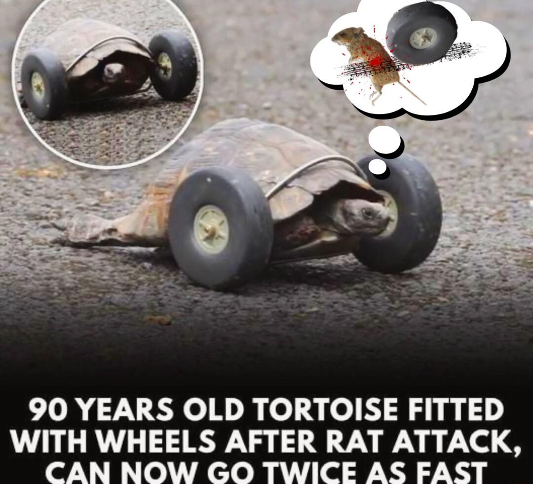 90 YEARS OLD TORTOISE FITTED WITH WHEELS AFTER RAT ATTACK CAN NOW GO TWICE AS FAST