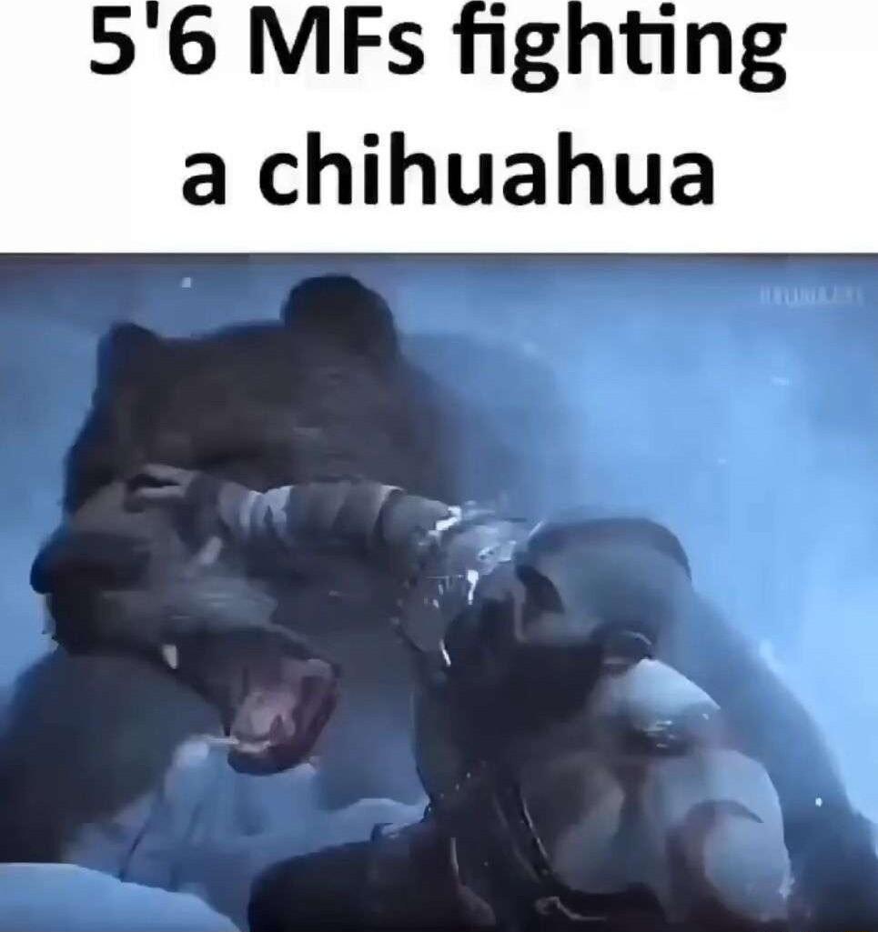 56 MFs fighting a chihuahua