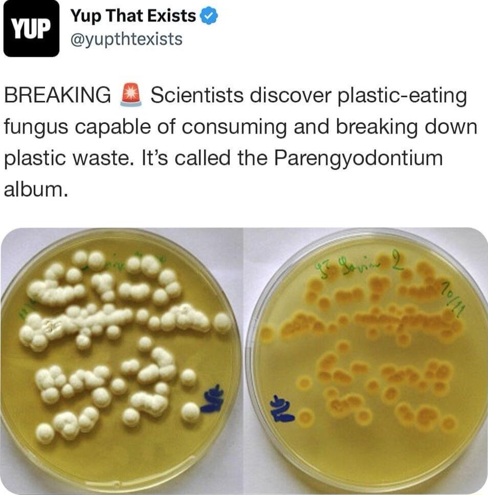 Yup That Exists yupthtexists BREAKING Scientists discover plastic eating fungus capable of consuming and breaking down plastic waste Its called the Parengyodontium album