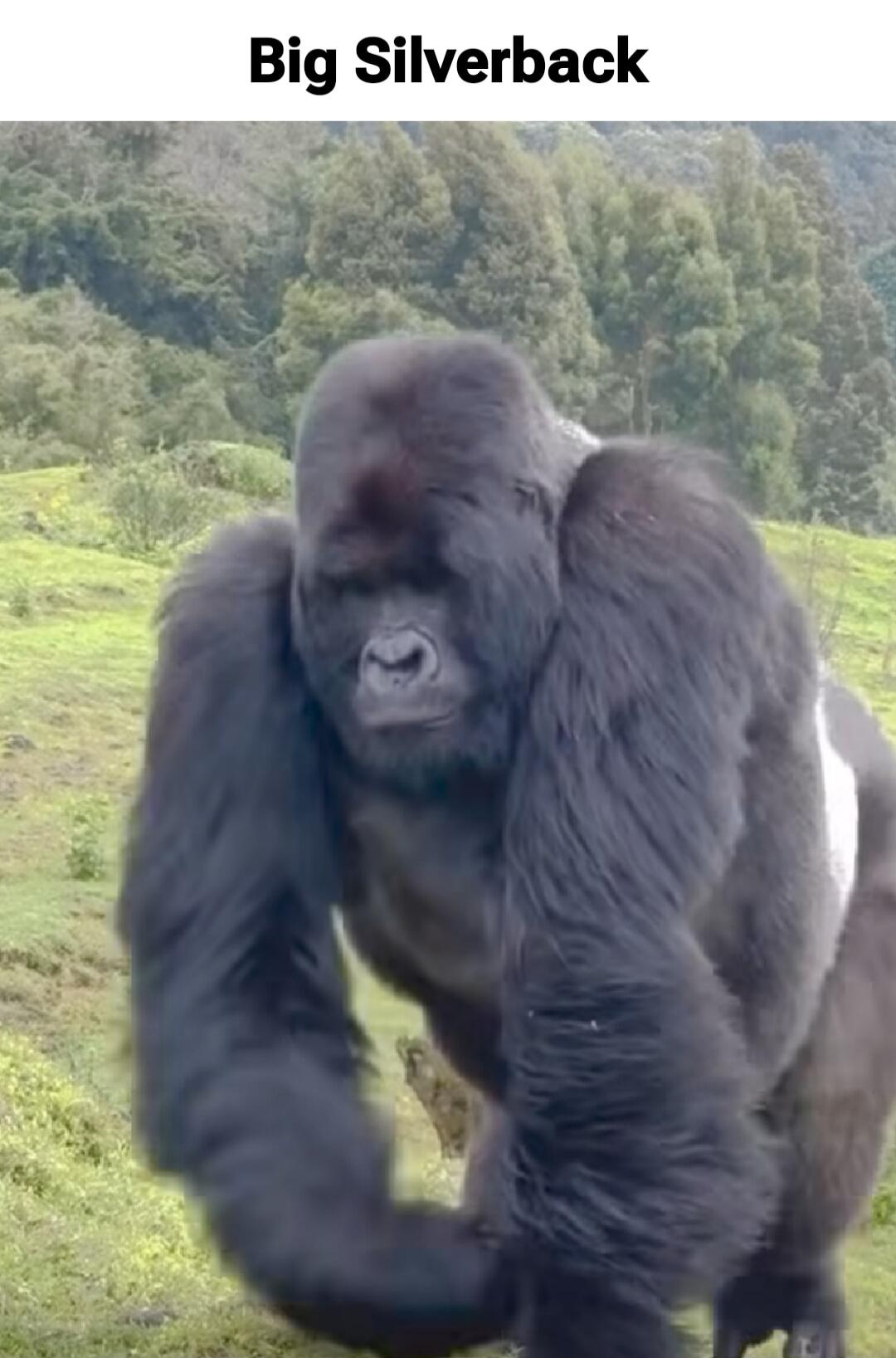 Big Silverback