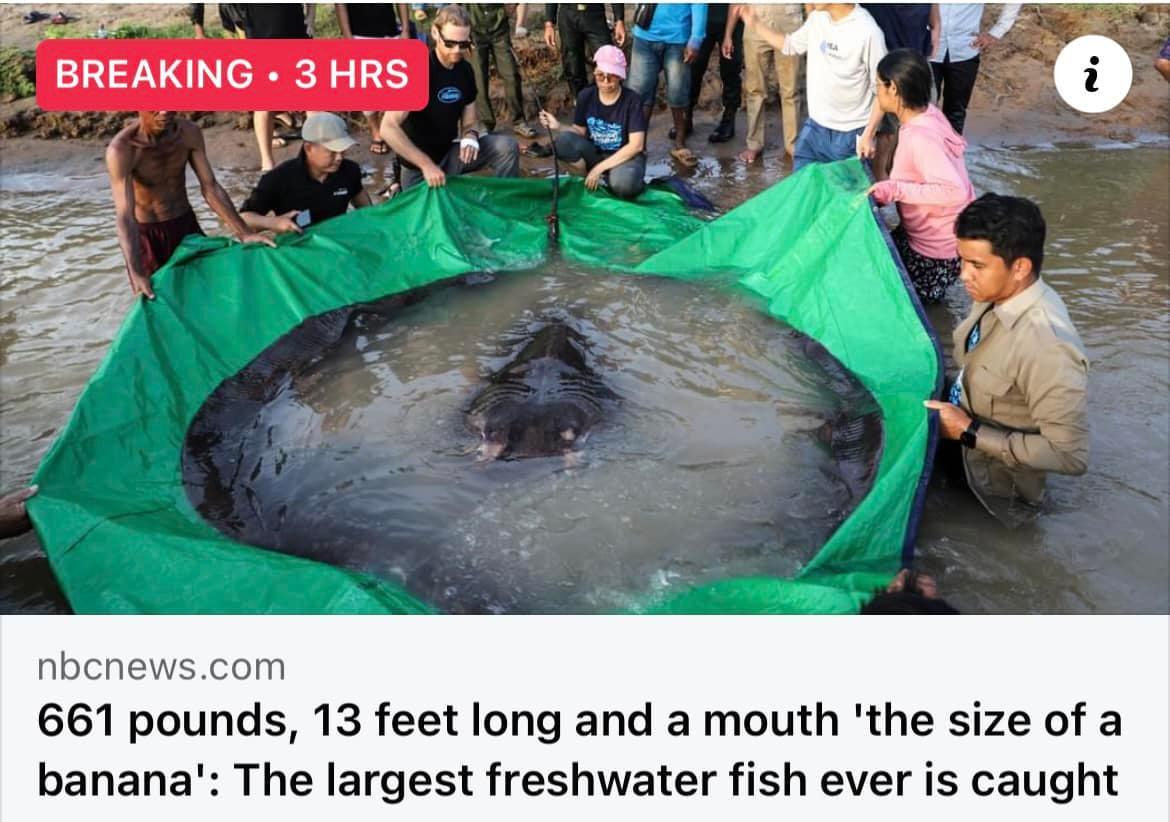 BREAKING 3HRS SRR ai nbcnewscom 661 pounds 13 feet long and a mouth the size of a banana The largest freshwater fish ever is caught