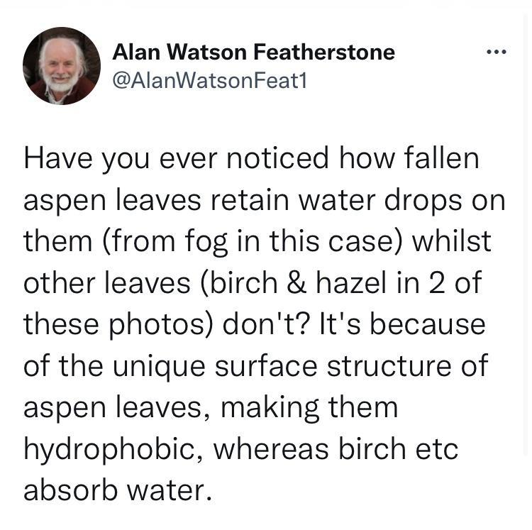 Alan Watson Featherstone AlanWatsonFeat1 Have you ever noticed how fallen aspen leaves retain water drops on them from fog in this case whilst other leaves birch hazel in 2 of these photos dont Its because of the unique surface structure of aspen leaves making them hydrophobic whereas birch etc absorb water