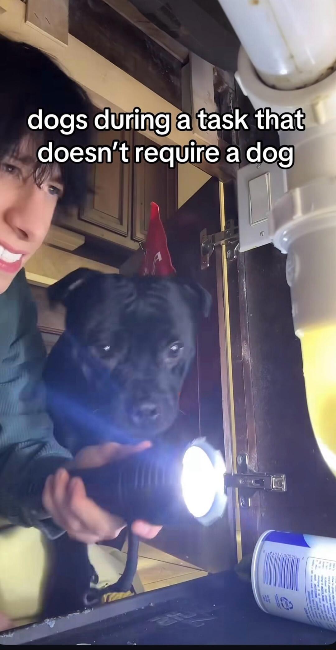 dogs during a task that doesn’t require a dog