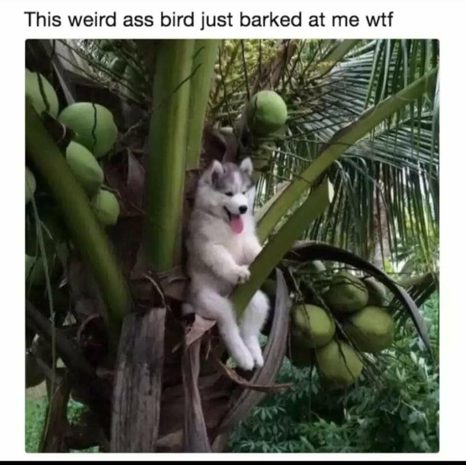 This weird ass bird just barked at me wtf v g