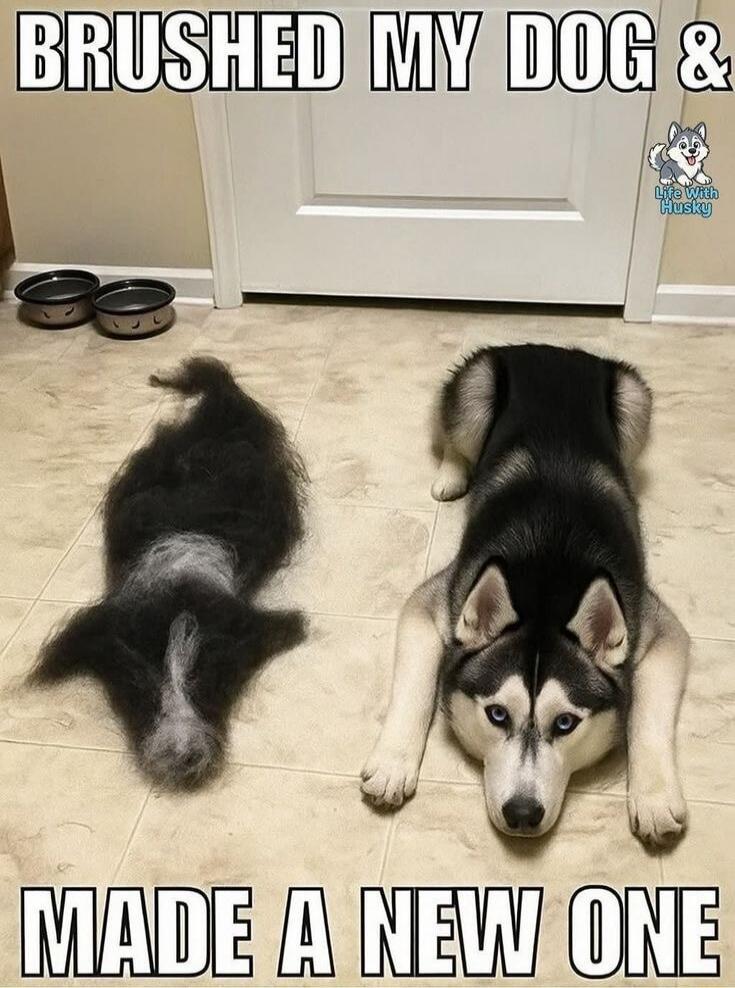 BRUSHED MY DOG & MADE A NEW ONE