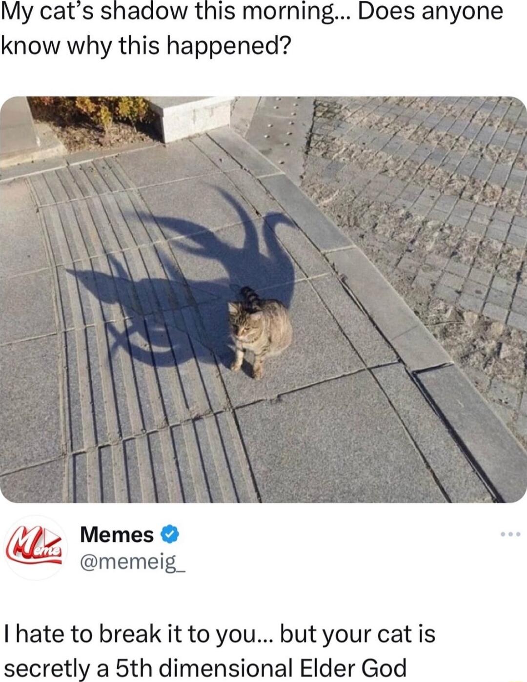 My cats shadow this morning Does anyone know why this happened Memes memeig_ I hate to break it to you but your cat is secretly a 5th dimensional Elder God