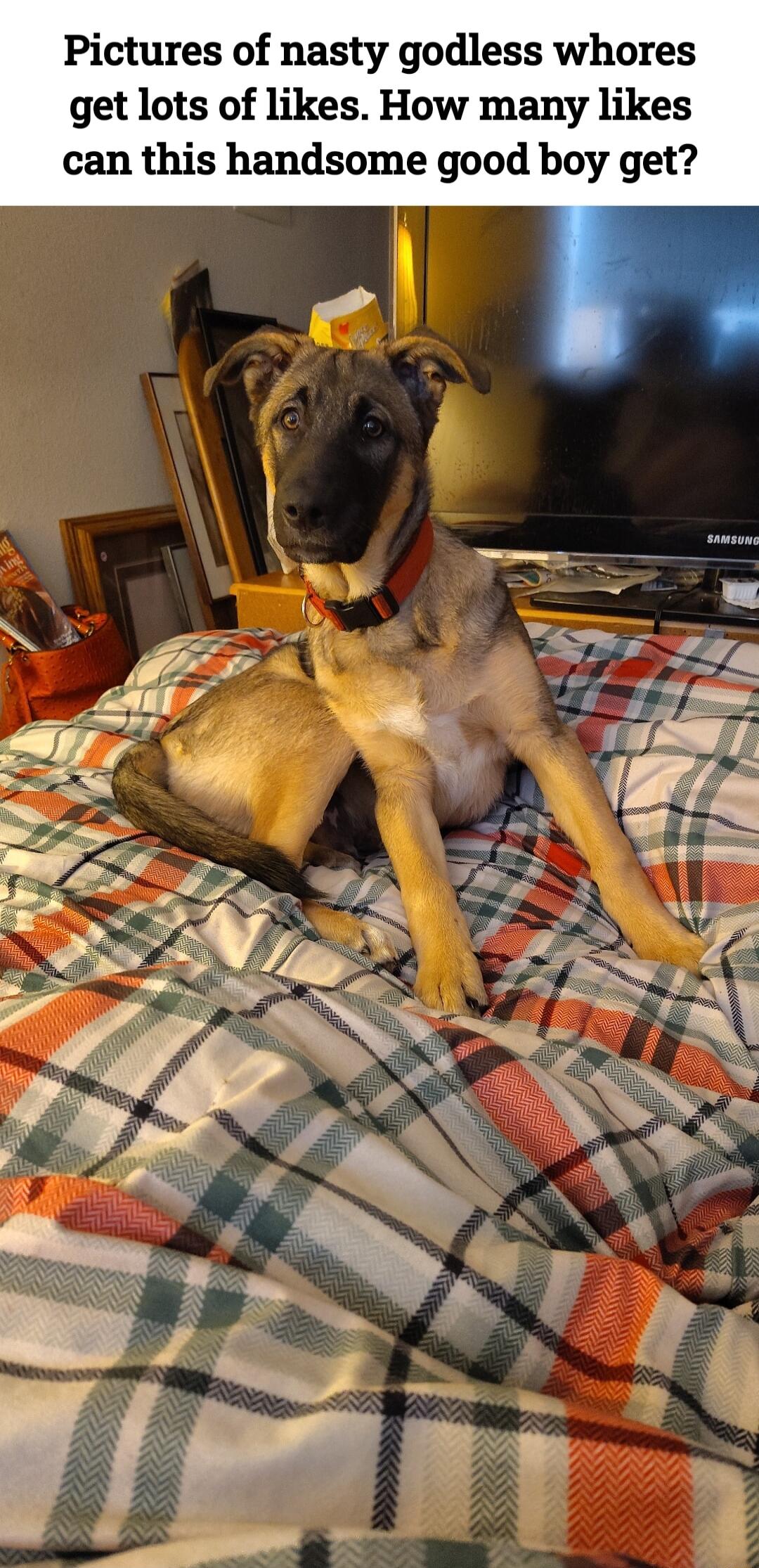 Pictures of nasty godless whores get lots of likes How many likes can this handsome good boy get