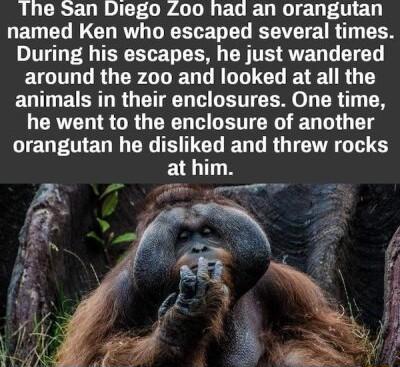 The San Diego Zoo had an orangutan QETEL G RVATIEELET L T E TR CEN During his escapes he just wandered ELGITOGRUERLLERLRGIIEL ETEURG T EGITLEUERT R G TN TR IR o R T T he went to the enclosure of another LIEUFTED NG dslked EUGRGICTTAGTH 6