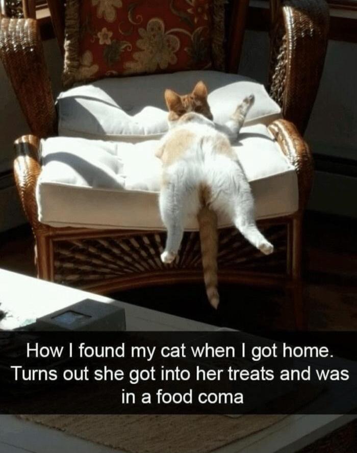 f 4 How found my cat when got home Turns out she got into her treats and was LR eTele Nolely