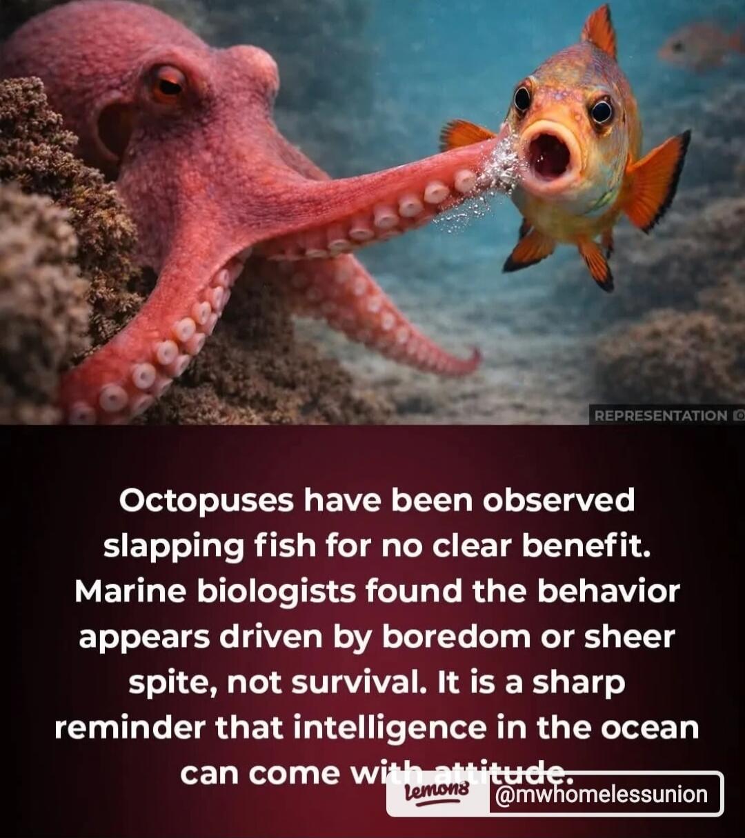 Octopuses have been observed slapping fish for no clear benefit. Marine biologists found the behavior appears driven by boredom or sheer spite, not survival. It is a sharp reminder that intelligence in the ocean can come with attitude.