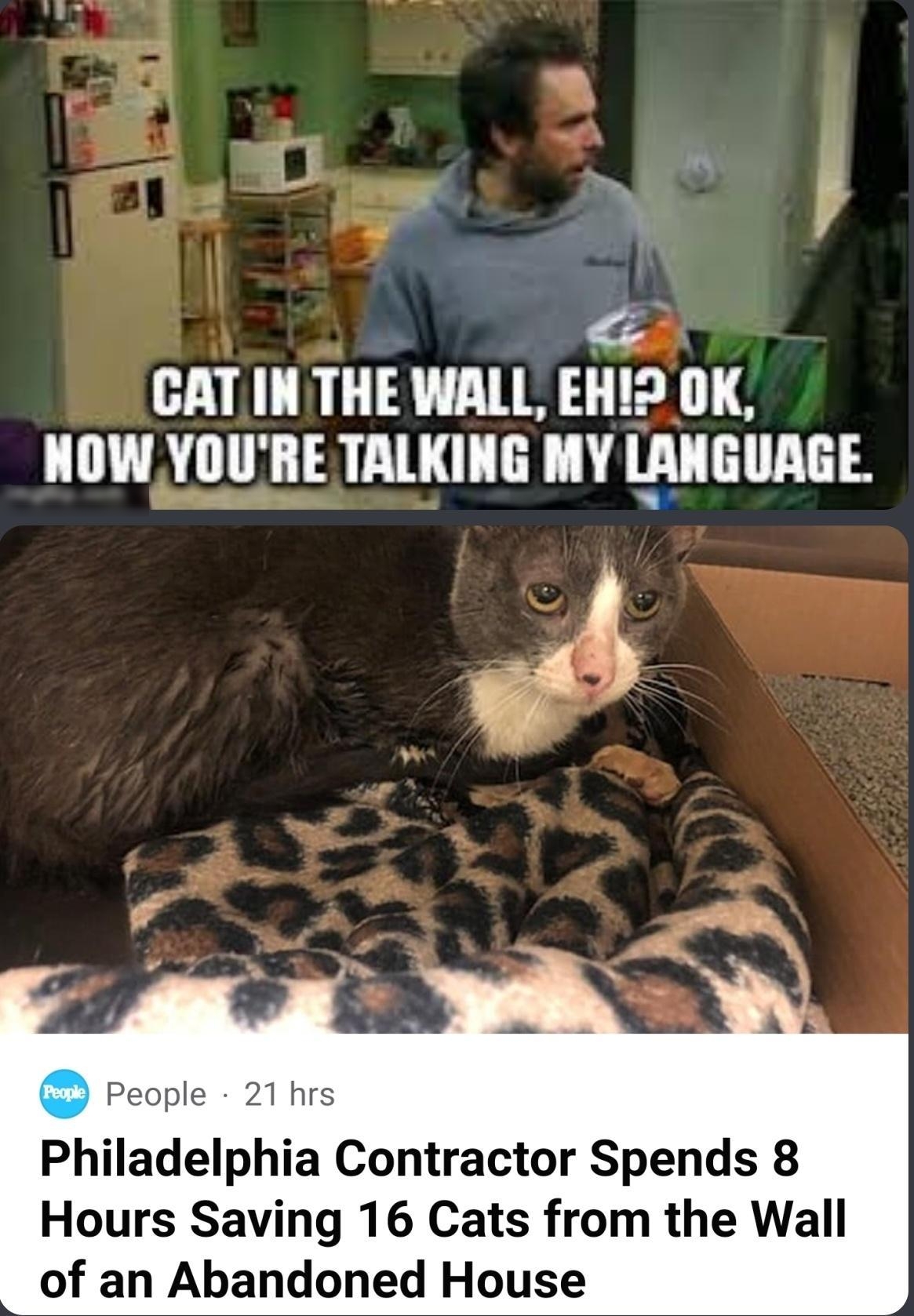s CAT IN THE WALL EH 0K NOW YOURE TALKING MY LANGUAGE People 21 hrs Philadelphia Contractor Spends 8 Hours Saving 16 Cats from the Wall of an Abandoned House