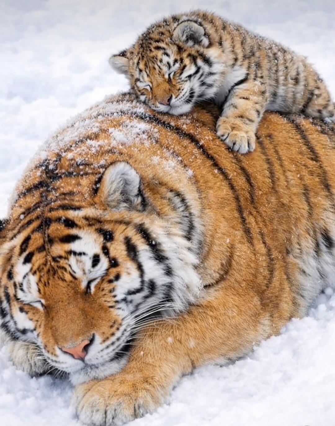 Two tigers resting in the snow: a large adult tiger lying down with a tiger cub perched on its back.