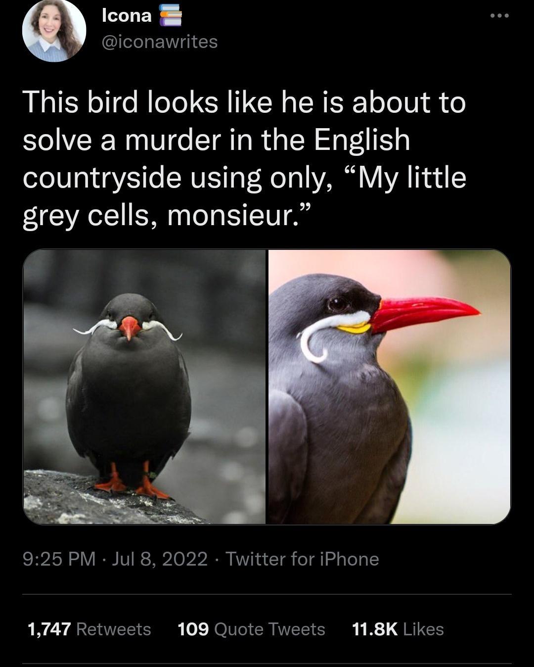 CLER l ENT G This bird looks like he is about to solve a murder in the English countryside using only My little grey cells monsieur 2 925 PM Jul 8 2022 Twitter for iPhone 1747 Rety 109 Quote Tweets 118K Likes