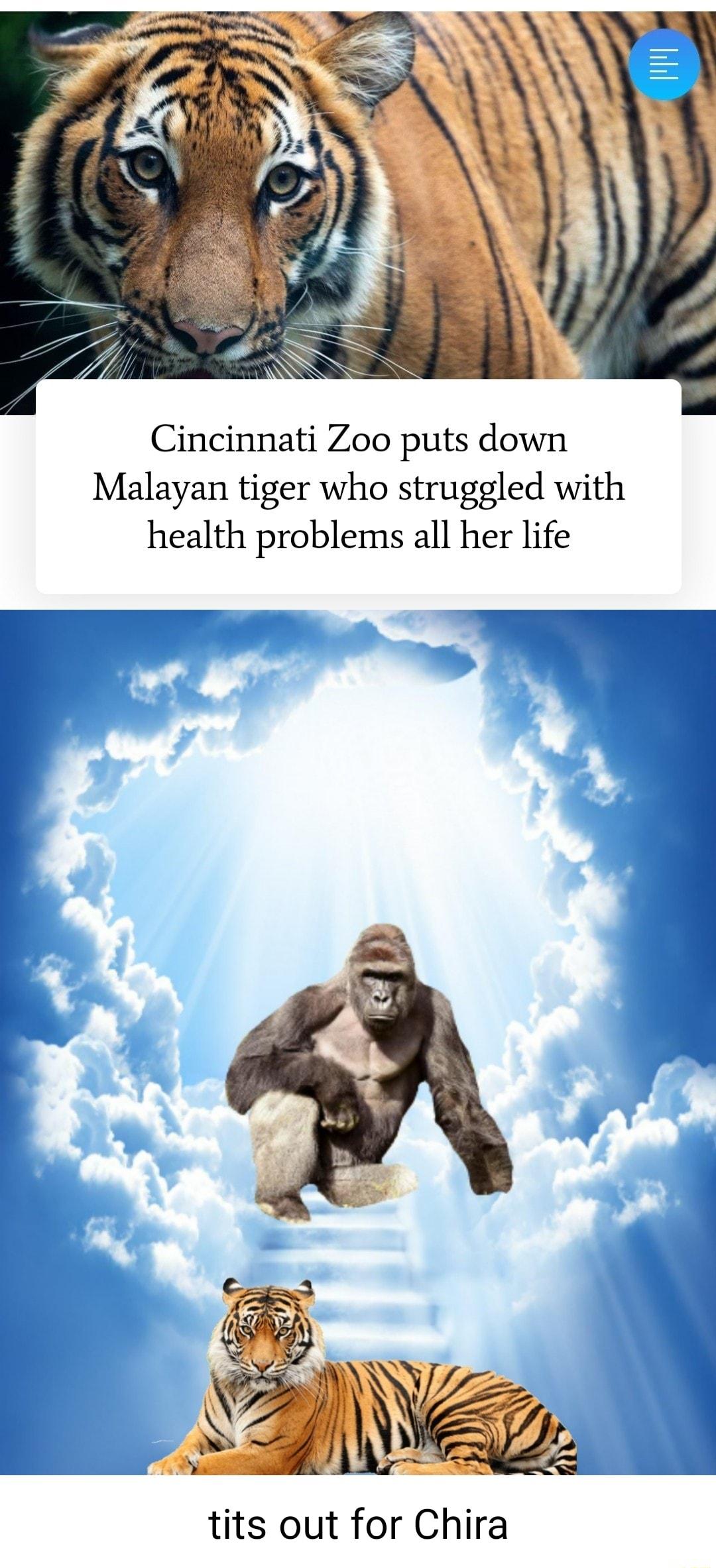 Cincinnati Zoo puts down Malayan tiger who struggled with health problems all her life tits out for Chira