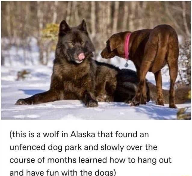 this is a wolf in Alaska that found an unfenced dog park and slowly over the course of months learned how to hang out