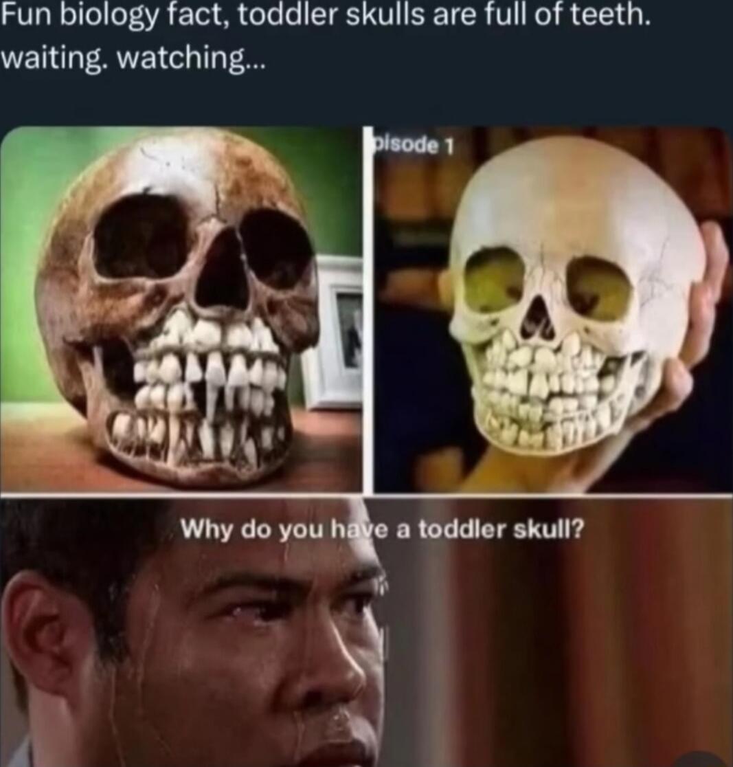 Fun biology fact, toddler skulls are full of teeth. waiting, watching... Episode 1 Why do you have a toddler skull?