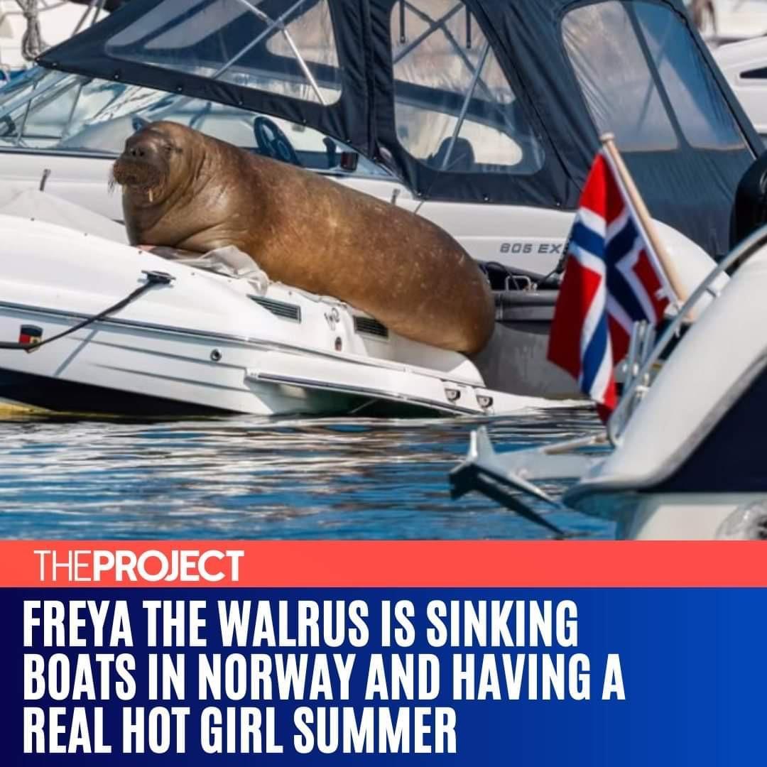 FREYATHE WALRUS IS SINKING BOATS IN NORWAY AND HAVING A REAL HOT GIRL SUMMER
