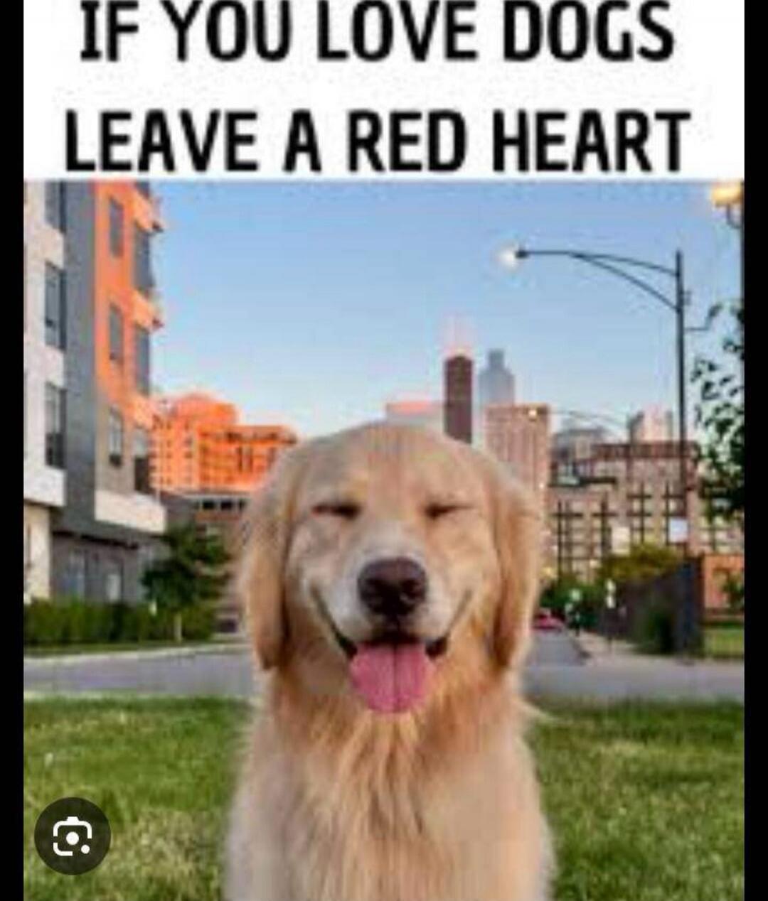 IF YOU LOVE DOGS LEAVE A RED HEART
