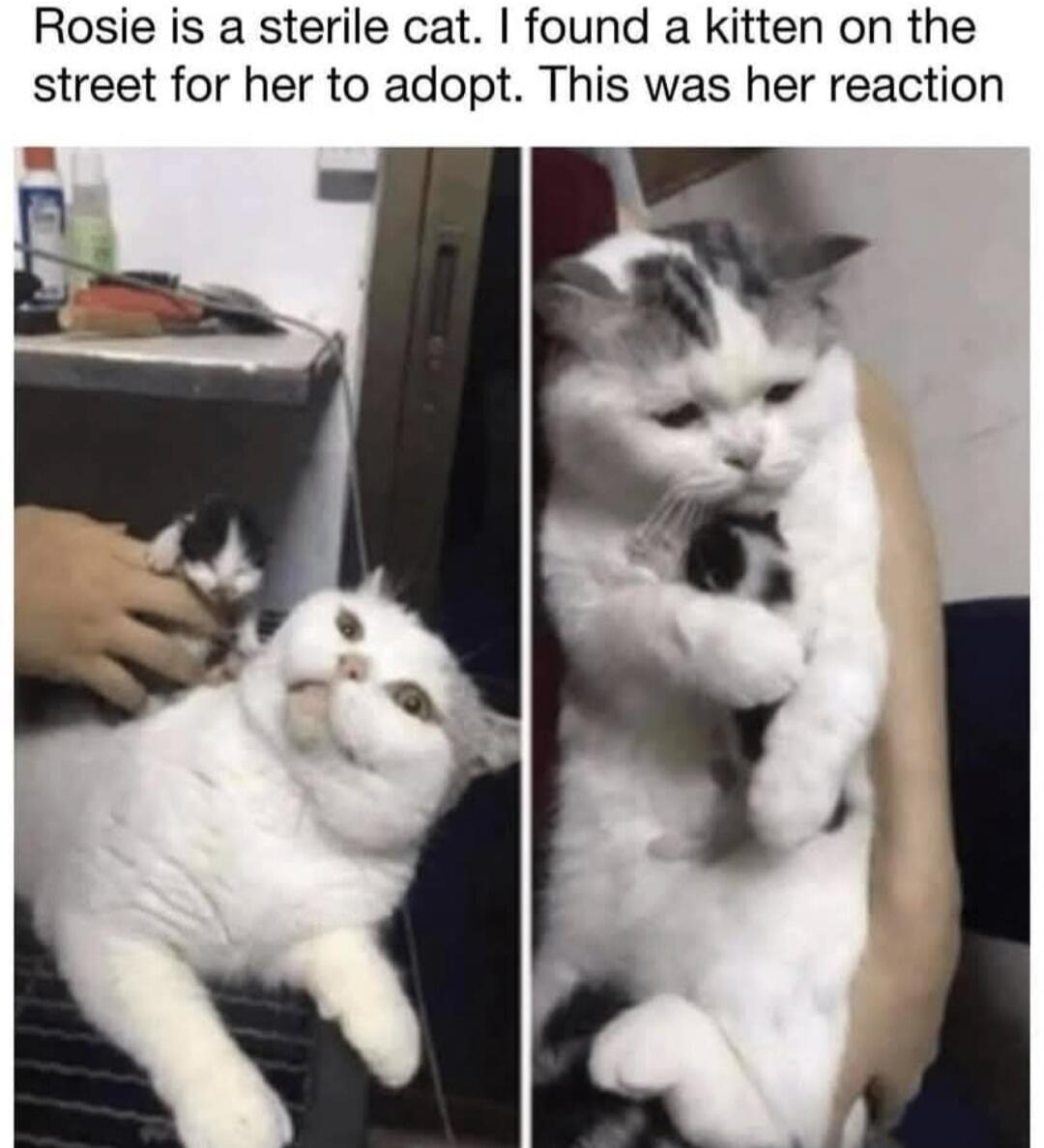 Rosie is a sterile cat. I found a kitten on the street for her to adopt. This was her reaction