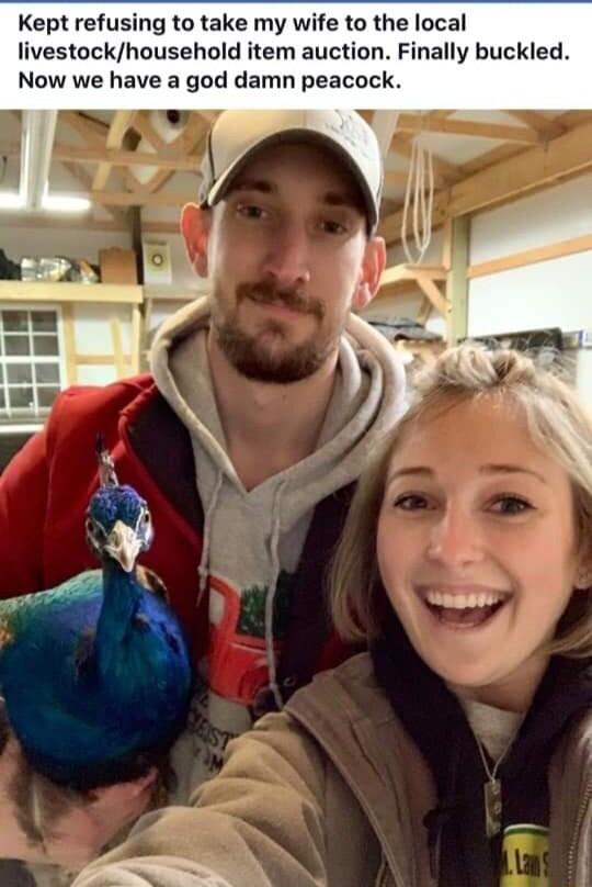 Kept refusing to take my wife to the local livestockhousehold item auction Finally buckled Now we have a god damn peacock