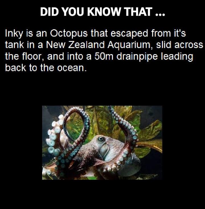 DID YOU KNOW THAT ... Inky is an Octopus that escaped from its tank in a New Zealand Aquarium, slid across the floor, and into a 50m drainpipe leading back to the ocean.
