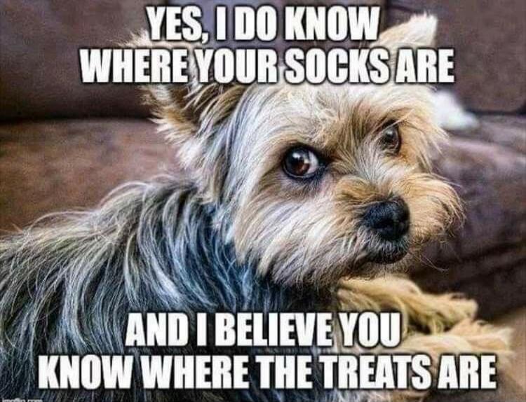 YES, I DO KNOW WHERE YOUR SOCKS ARE AND I BELIEVE YOU KNOW WHERE THE TREATS ARE