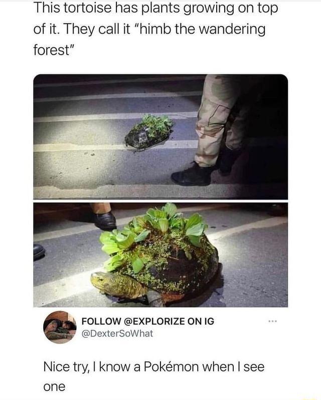 This tortoise has plants growing on top of it They call it himb the wandering forest FOLLOW EXPLORIZE ON IG DexterSoWhat Nice try know a Pokmon when see one