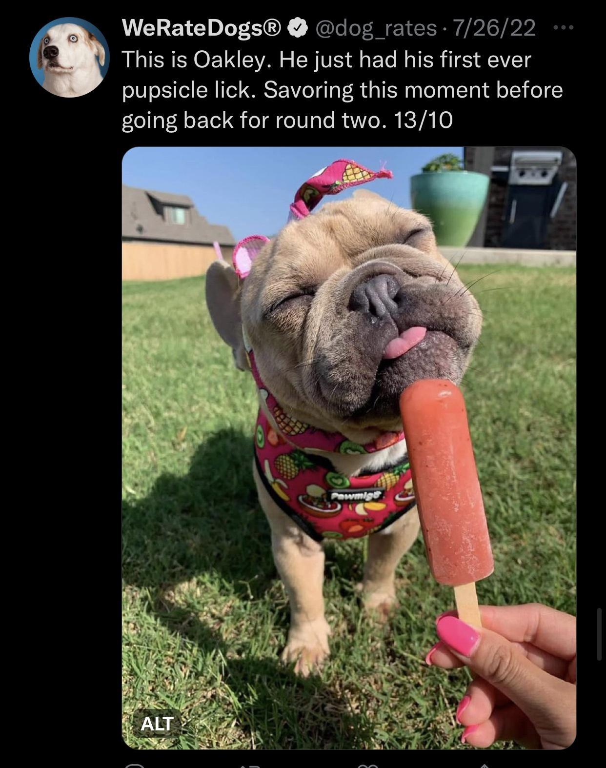 WeRateDogs dog_rates 72622 This is Oakley He just had his first ever pupsicle lick Savoring this moment before going back for round two 1310